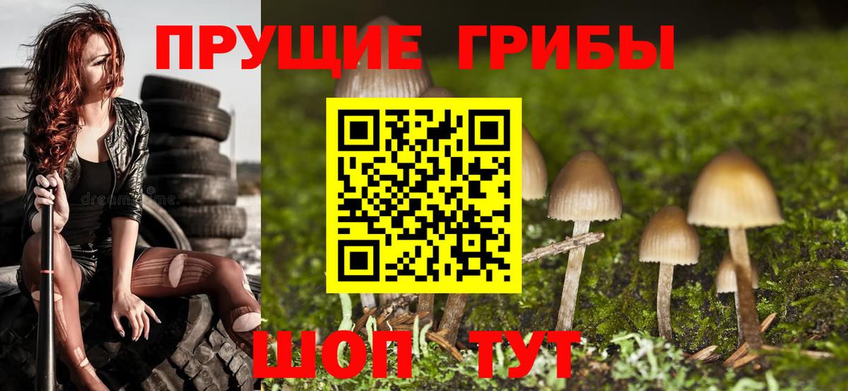 Псилоцибиновые грибы Psilocybine cubensis Трёхгорный